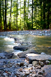 The river Menoge — water and forest